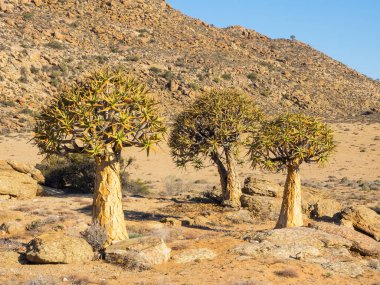 Güney Afrika 'nın Kuzey Burnu bölgesindeki Goegap Doğa Koruma Alanında büyüyen Kokerboom veya Titrek Ağaçlar.