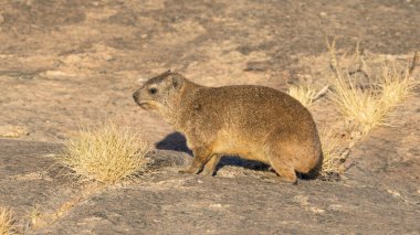 Güney Afrika 'da Rock Hyrax veya Dassie