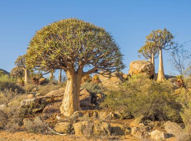 Güney Afrika 'nın Kuzey Burnu bölgesindeki Goegap Doğa Koruma Alanında büyüyen Kokerboom veya Titrek Ağaçlar.