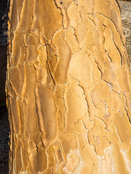 Rinde Eines Kokerbooms Oder Köcherbaums Wächst Goegap Nature Reserve Der — Stockfoto