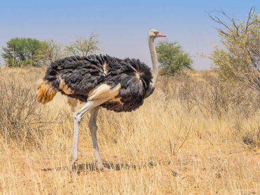 Güney Afrika ve Botswana 'da uzanan kurak Kgalagadi Sınır Aşan Parkı' nda ortak bir devekuşu..