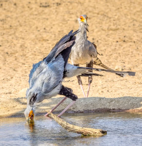 Dvojice Ptáků Sekretářky Vodní Díry Kgalagadi Přeshraničním Parku Jižní Africe — Stock fotografie