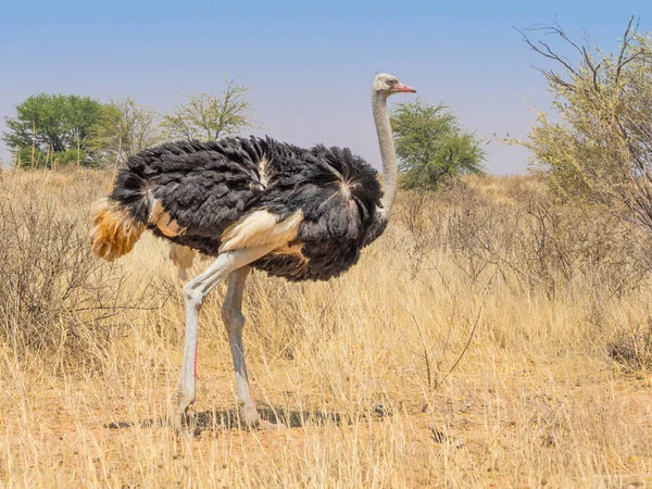 Struzzo Comune Nell Arido Kgalagadi Transborder Park Cavallo Tra Sudafrica — Foto Stock