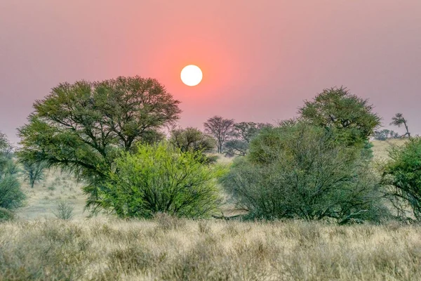 Güney Afrika Botswana Uzanan Kgalagadi Sınır Aşan Parkı Nda Gün — Stok fotoğraf