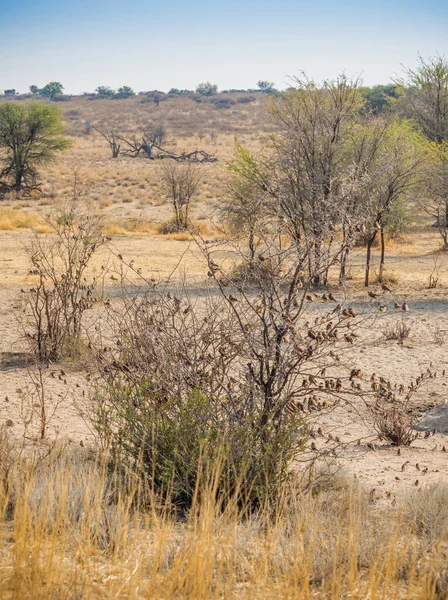 Kurak Kgalagadi Sınır Aşan Parkı Nda Güney Afrika Botsvana Bir — Stok fotoğraf