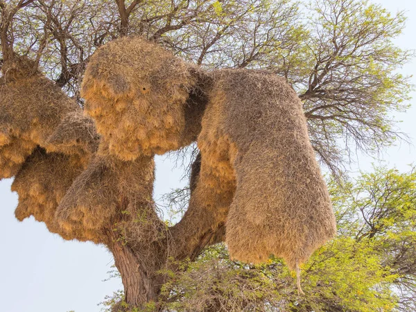 Gemensamma Bon Sällskapliga Vävare Fåglar Kameltagg Träd Kgalagadi Gränsöverskridande Park — Stockfoto