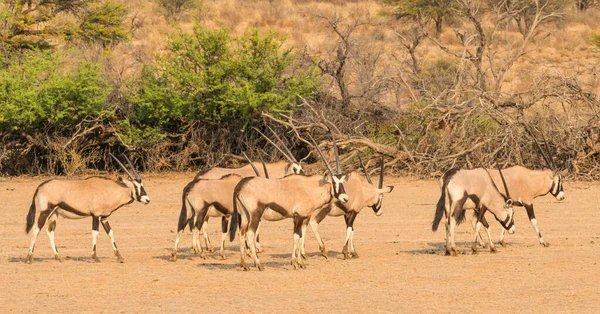 位于南部非洲卡拉哈里沙漠Kgalagadi跨界公园Auob河干床上的Gemsbok — 图库照片