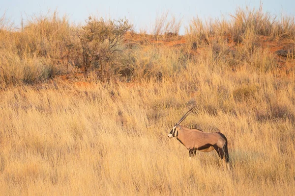 Ein Edelbock Auf Einer Düne Kgalagadi Transfrontier Park Der Kalahari — Stockfoto