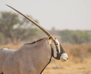 Güney Afrika 'daki Kalahari Çölü' ndeki Kgalagadi Sınır Aşan Parkı 'ndaki Gemsbok' un portresi..