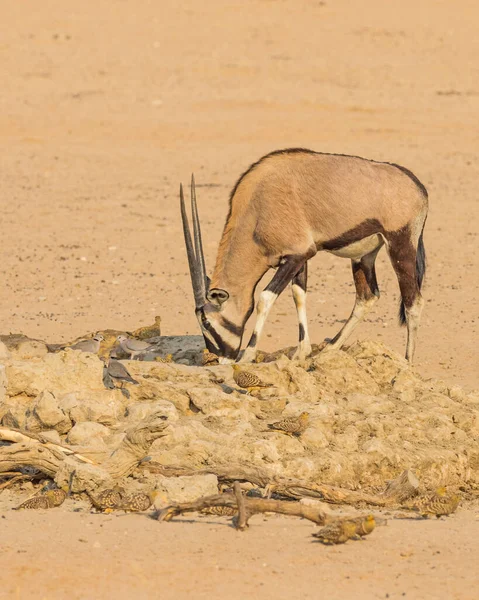 Gemsbok Egy Víznyelőnél Kgalagadi Határon Átnyúló Parkban Kalahári Sivatagban Dél — Stock Fotó
