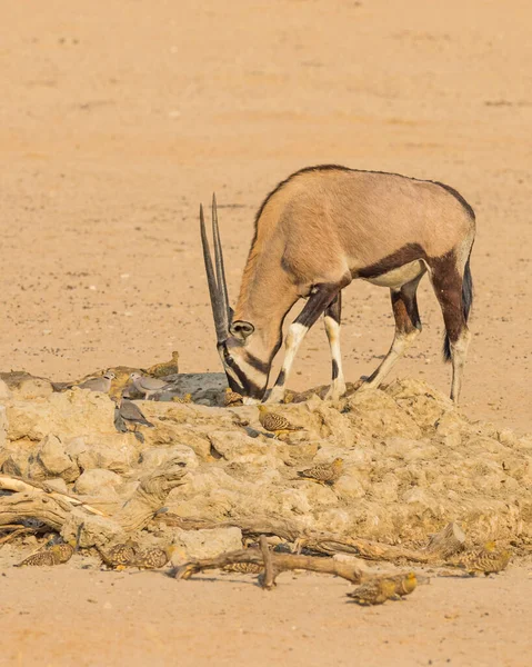 Güney Afrika Daki Kalahari Çölü Ndeki Kgalagadi Sınır Aşan Parkı — Stok fotoğraf