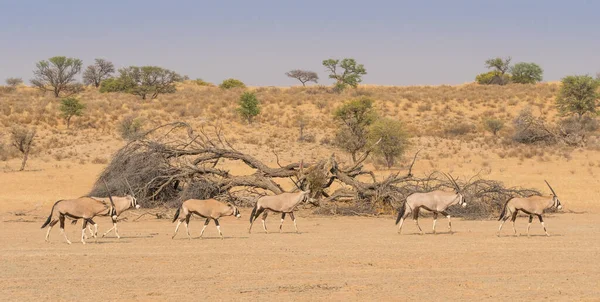 Gemsbok Güney Afrika Daki Kalahari Çölü Ndeki Kgalagadi Sınır Aşan — Stok fotoğraf