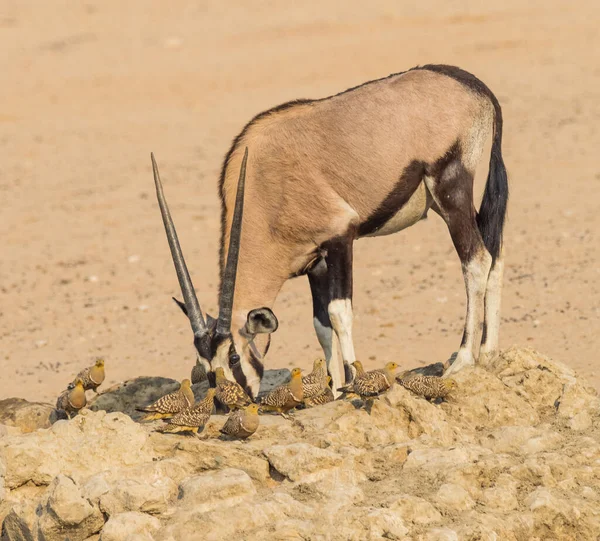 Gemsbok Egy Víznyelőnél Kgalagadi Határon Átnyúló Parkban Kalahári Sivatagban Dél — Stock Fotó