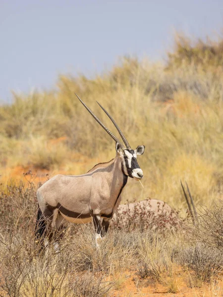 Ένα Gemsbok Έναν Αμμόλοφο Στο Διασυνοριακό Πάρκο Kgalagadi Που Βρίσκεται — Φωτογραφία Αρχείου