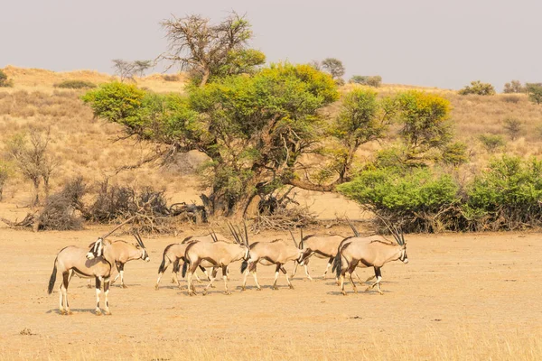 Gemsbok Leito Seco Rio Auob Parque Transfronteiriço Kgalagadi Deserto Kalahari — Fotografia de Stock