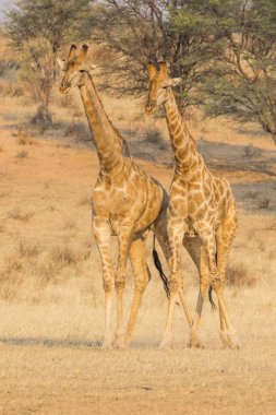 Güney Afrika 'daki Kalahari Çölü' ndeki Kgalagadi Sınır Aşan Parkı 'nda bir çift genç zürafa..