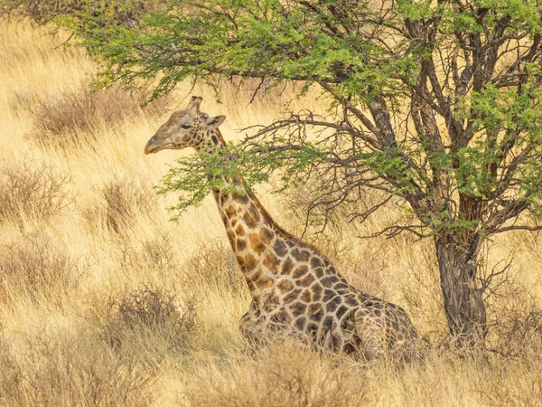 Una Jirafa Joven Descansando Parque Transfronterizo Kgalagadi Situado Desierto Kalahari —  Fotos de Stock