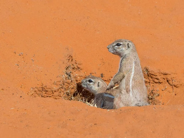 Par Ardillas Del Cabo Una Madriguera Parque Transfronterizo Kgalagadi Situado — Foto de Stock