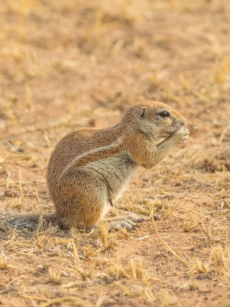 Cape Ground Squirrel Kgalagadi Transfrontier Park Situated Kalahari Desert Southern — Stock Photo, Image