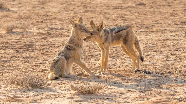 Ein Paar Schwarzrückenschakale Kgalagadi Transfrontier Park Der Kalahari Wüste Südlichen — Stockfoto