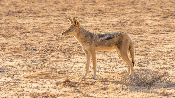 Chacal Con Respaldo Negro Parque Transfronterizo Kgalagadi Situado Desierto Kalahari —  Fotos de Stock