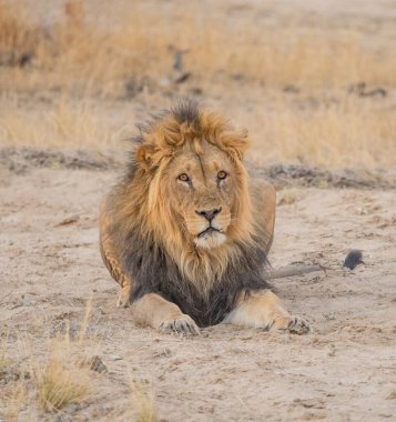 Güney Afrika 'daki Kalahari Çölü' ndeki Kgalagadi Sınır Aşan Parkı 'nda dinlenen siyah tüylü bir aslan..