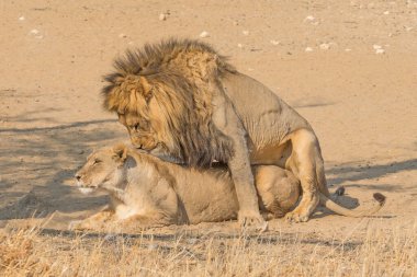 Güney Afrika 'daki Kalahari Çölü' ndeki Kgalagadi Sınır Aşan Parkı 'nda çiftleşen bir çift aslan..
