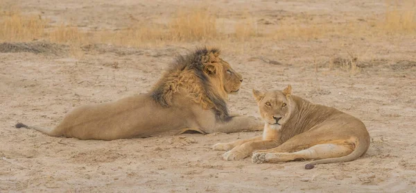 Para Lwów Relaksujących Się Parku Transgranicznym Kgalagadi Pustyni Kalahari Afryce — Zdjęcie stockowe