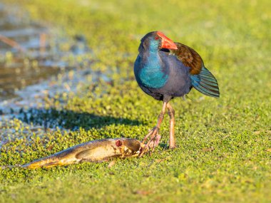 Batı Avustralya, Perth 'teki Herdsman Gölü' nde sazan balığıyla beslenen Purple Swamphen (Porphyrio porphyrio)..