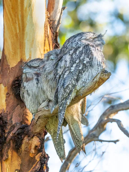 Three Tawny Frogmouths Podargus Strigoides Perched Branch Herdsman Lake Perth — Stock Photo, Image