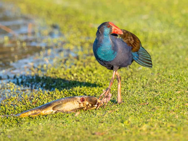 Purple Swamphen Porphyrio Porphyrio Krmení Kapra Herdsman Lake Perthu Západní — Stock fotografie