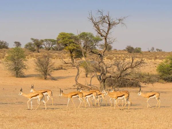 Una Mandria Scapolo Springbok Nella Valle Auob Del Parco Transfrontaliero — Foto Stock