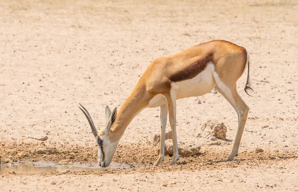 아프리카 칼라하리 사막에 칼라가 공원에 물웅덩이에서 식수를 마시고 — 스톡 사진