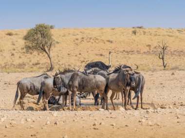 Güney Afrika 'daki kurak Kgalagadi Transfrontier Parkı' nda dinlenen bir antilop sürüsü..