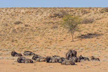 Güney Afrika 'daki kurak Kgalagadi Transfrontier Parkı' nda dinlenen bir antilop sürüsü..