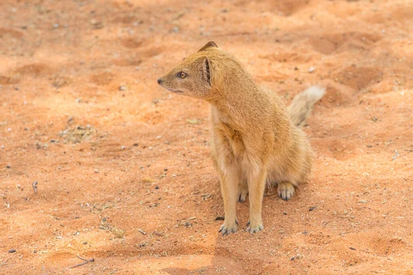 Žlutá Husa Kgalagadi Přeshraničním Parku Který Nachází Poušti Kalahari Jižní — Stock fotografie