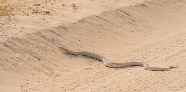 Mole Snake Crossing Sand Road Kgalagadi Transfrontier Park Kalahari Desert — Stock Photo, Image