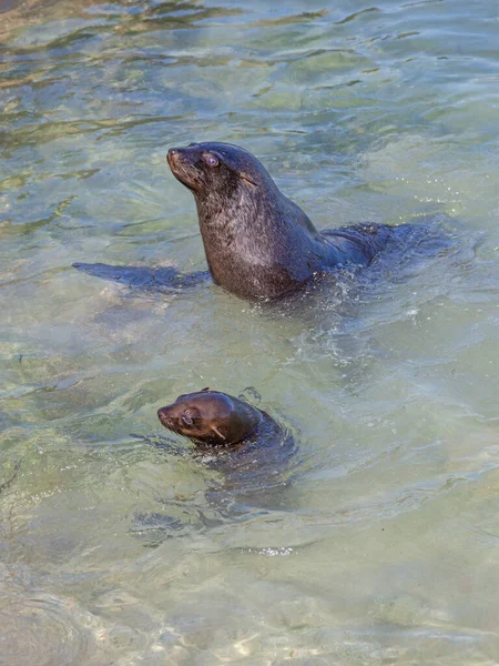 Kap Fur Seal Arctocephalus Pusillus Med Ung Säl Hout Bay — Stockfoto