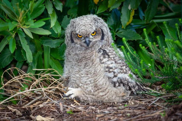 Ένας Νεαρός Spotted Eagle Owl Στο Table Mountain Στη Νότια — Φωτογραφία Αρχείου