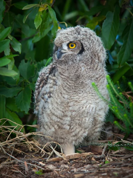 Young Spotted Eagle Owl Table Mountain South Africa — Stock Photo, Image