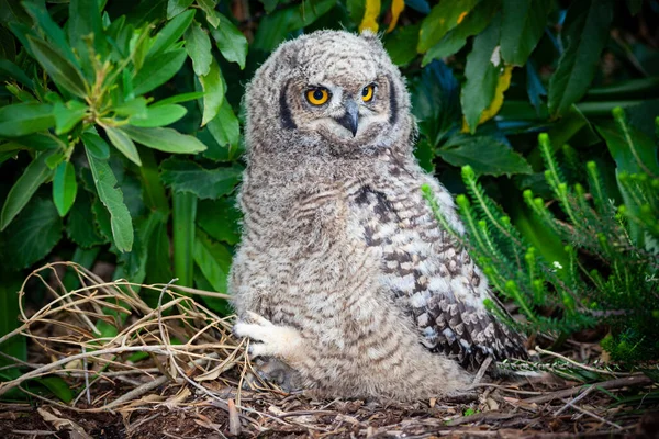 Ένας Νεαρός Spotted Eagle Owl Στο Table Mountain Στη Νότια — Φωτογραφία Αρχείου