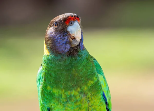 Ritratto Cerchietto Australiano Della Razza Occidentale Conosciuto Come Ventotto Pappagallo — Foto Stock