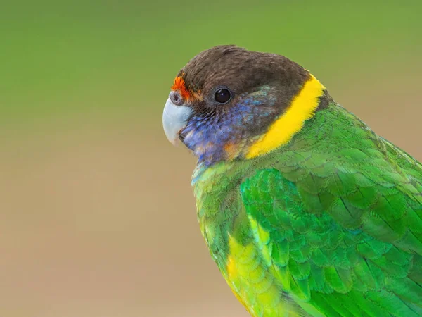 Portrét Australského Krunýře Západního Závodu Známého Jako Dvacetosm Papoušků Vyfocený — Stock fotografie