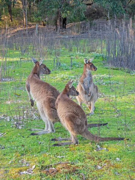 Group Western Grey Kangaroos Macropus Fuliginosus Large Very Common Species — Stock Photo, Image
