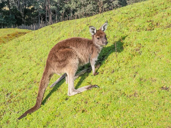 Western Grey Kangaroo Macropus Fuliginosus Also Referred Western Grey Giant — Stock Photo, Image