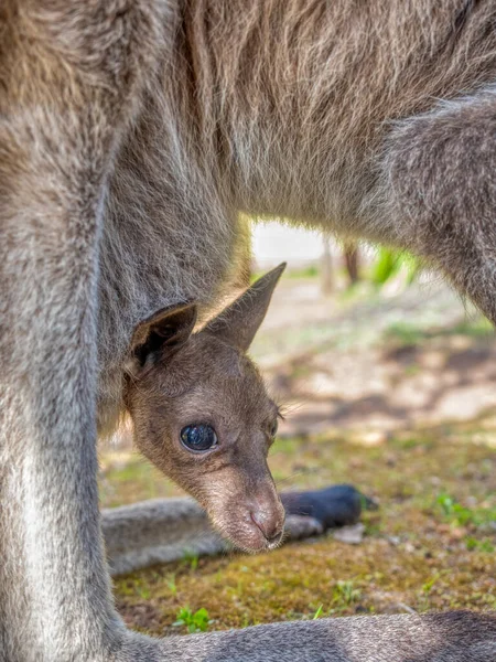 Ein Junges Westliches Graues Känguru Macropus Fuliginosus Auch Als Joey — Stockfoto