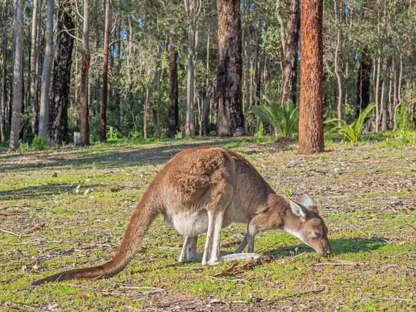 Western Grey Kangaroo Macropus Fuliginosus Feeding Edge Forest Donnelly River — Stock Photo, Image