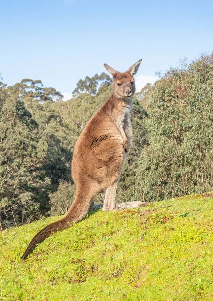 Western Grey Kangaroo Macropus Fuliginosus Edge Forest Donnelly River South — Stock Photo, Image