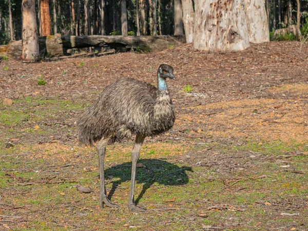 西オーストラリア州南西部の森林から出現したEmu 彼らはオーストラリアに固有であり そこでは最大の在来鳥です — ストック写真