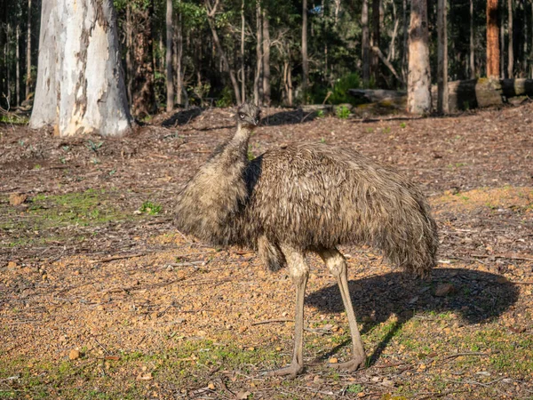 Ein Emu Taucht Aus Einem Wald Südwesten Australiens Auf Sie — Stockfoto